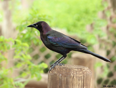 COMMON GRACKLE (Quiscalus Quiscula) 